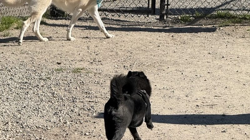 Tubby's Trail Dog Park - Gig Harbor, WA