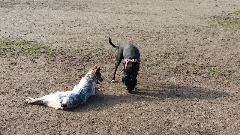 Tubby's Trail Dog Park - Gig Harbor, WA