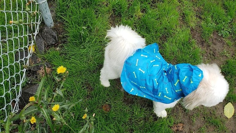 Tubby's Trail Dog Park - Gig Harbor, WA
