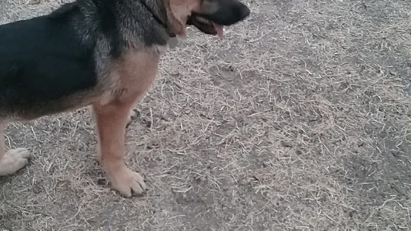 Tubby's Trail Dog Park - Gig Harbor, WA