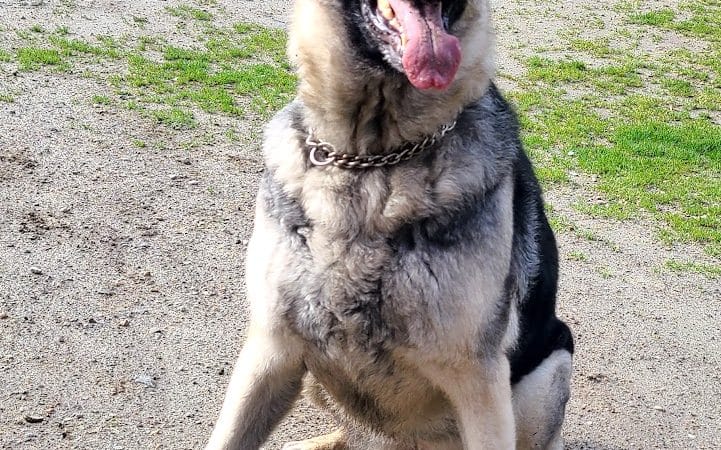 Tubby's Trail Dog Park - Gig Harbor, WA