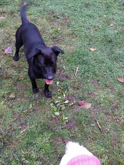 Tubby's Trail Dog Park - Gig Harbor, WA