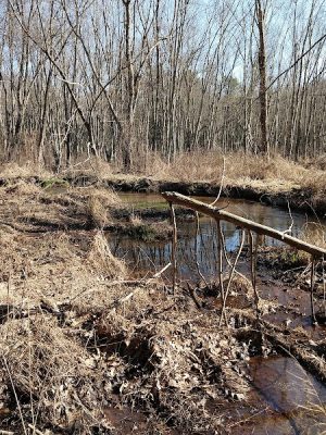 Addison Bog & Woodlands