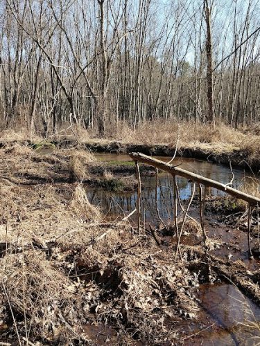 Addison Bog & Woodlands