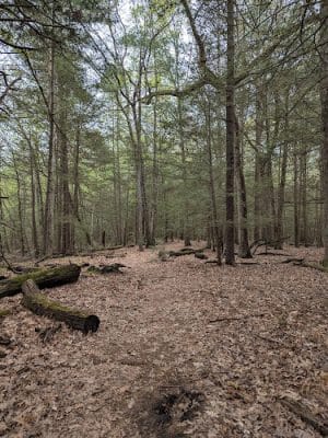 Addison Bog & Woodlands