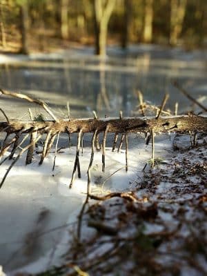 Addison Bog & Woodlands