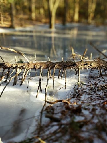 Addison Bog & Woodlands