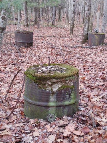 Addison Bog & Woodlands