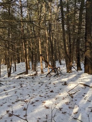 Glastonbury Multi-Use Trail