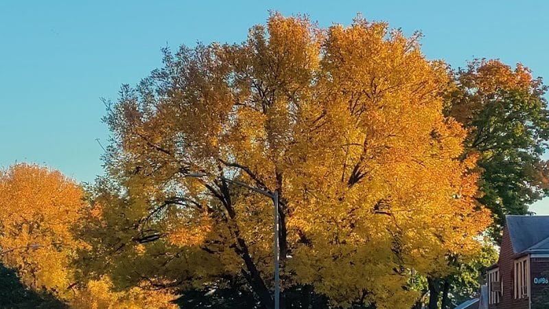 Glen Oaks Oval - Glen Oaks, NY