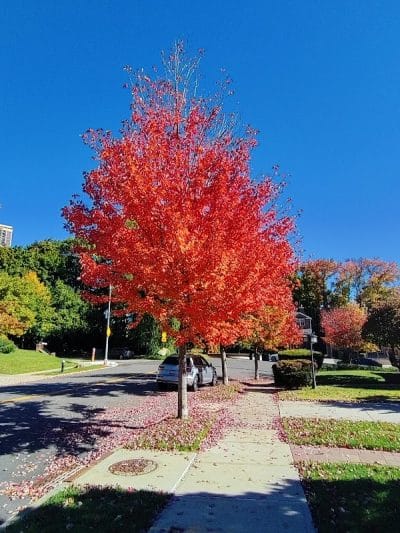 Glen Oaks Oval - Glen Oaks, NY