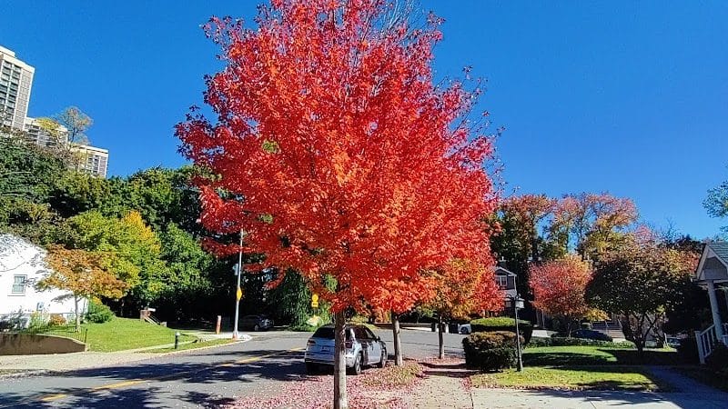 Glen Oaks Oval - Glen Oaks, NY