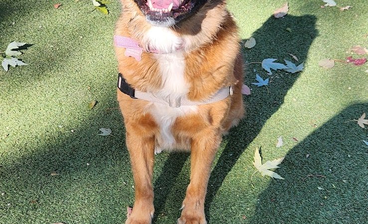 Glen Oaks Village Enchanted Forest Dog Park - Private - Glen Oaks, NY