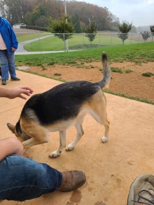 Glen Rock Dog Park - Glen Rock, PA
