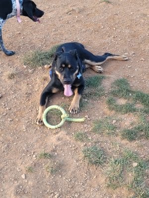 Glen Rock Dog Park - Glen Rock, PA