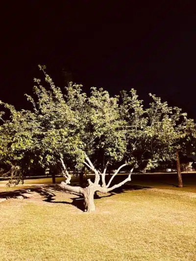 Mondo Park - Glendale, AZ