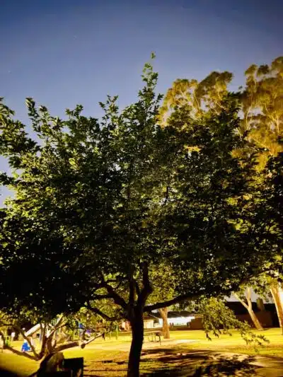Mondo Park - Glendale, AZ