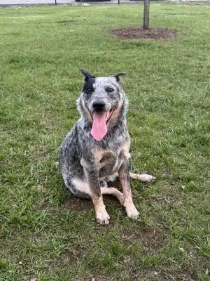 Ridge Street Dogpark - Glens Falls, NY