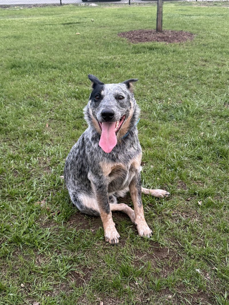 Ridge Street Dogpark - Glens Falls, NY
