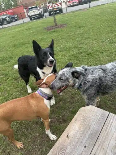 Ridge Street Dogpark - Glens Falls, NY
