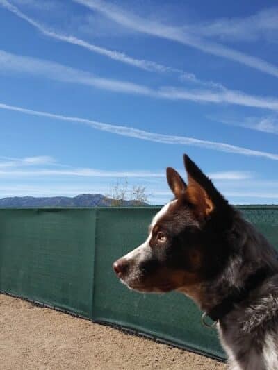 Dog Park - Globe, AZ