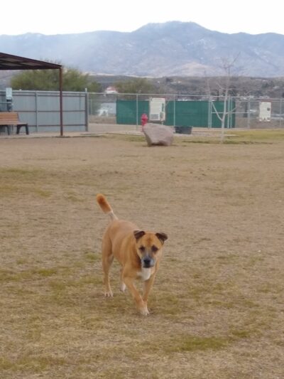 Dog Park - Globe, AZ