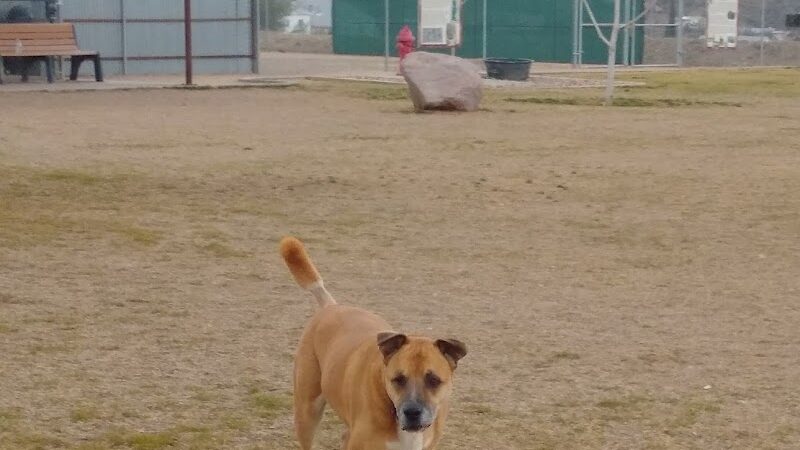 Dog Park - Globe, AZ