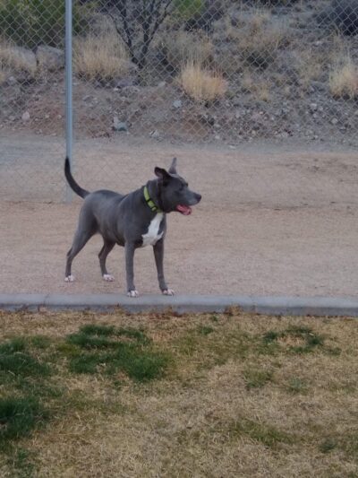 Dog Park - Globe, AZ