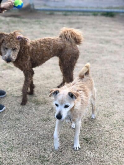 Dog Park - Globe, AZ