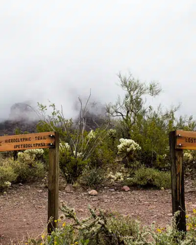 Lost Goldmine Trailhead and Cougar loop - Gold Canyon, AZ