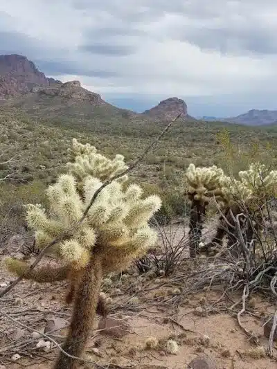 Lost Goldmine Trailhead and Cougar loop - Gold Canyon, AZ