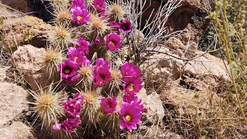 Peralta Trailhead - Gold Canyon, AZ