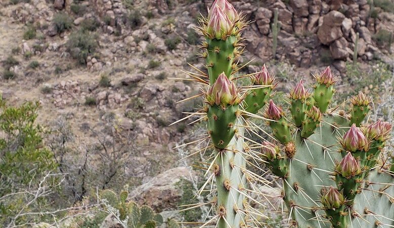 Carney Springs Trailhead - Gold Canyon, AZ