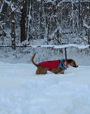 Granby Dog Park - Granby, CT