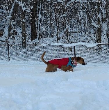 Granby Dog Park - Granby, CT