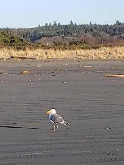 Grayland Beach Oba State Park Drive On Access - Grayland, WA