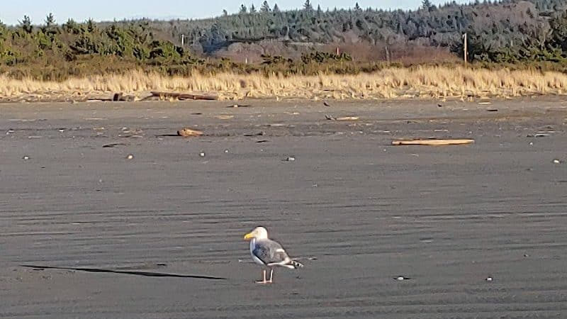 Grayland Beach Oba State Park Drive On Access - Grayland, WA