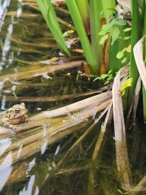 Ann Rudd Saxman Nature Park