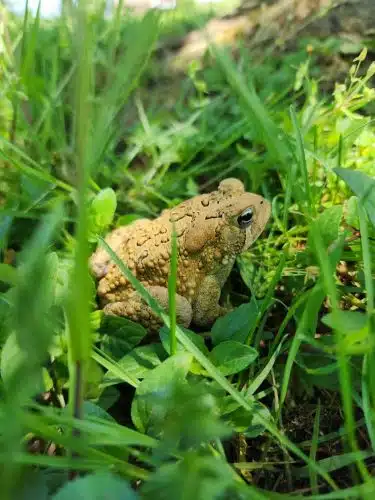 Ann Rudd Saxman Nature Park