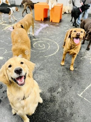 Dogtopia of Greensburg