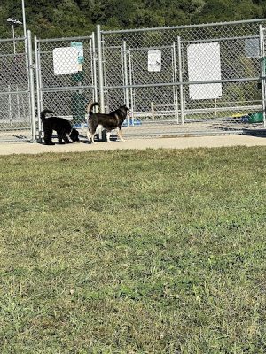 Hempfield Dog Park