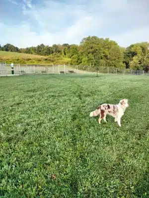 Hempfield Dog Park