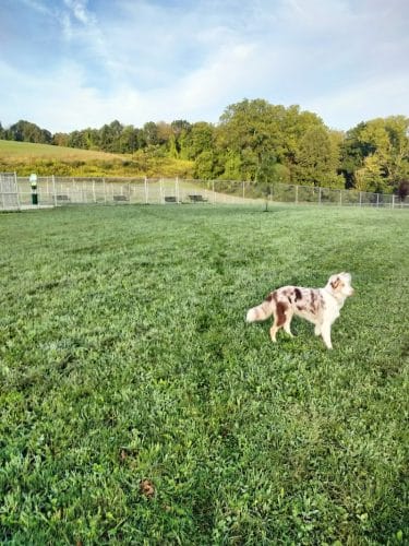 Hempfield Dog Park