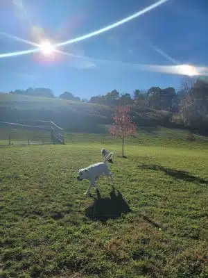 Hempfield Dog Park