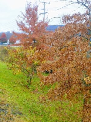 Hempfield Woodward Drive Walking Track