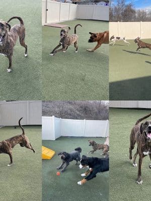 See Spot Run Doggie Daycare