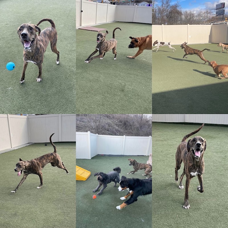 See Spot Run Doggie Daycare - Greensburg, PA