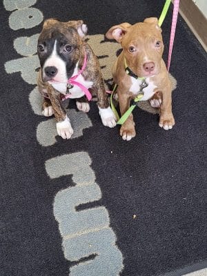 See Spot Run Doggie Daycare
