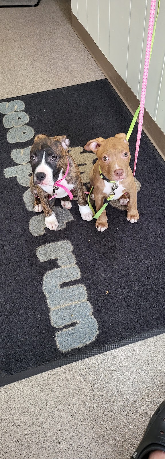 See Spot Run Doggie Daycare - Greensburg, PA