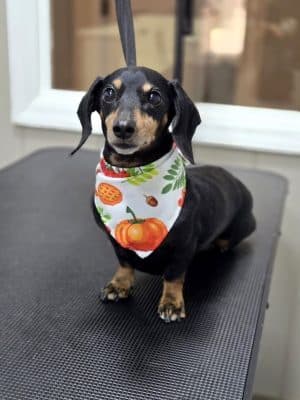 See Spot Run Doggie Daycare